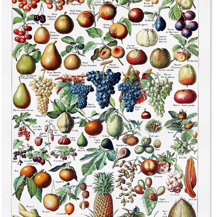 Adolphe Millot Print- Fruits