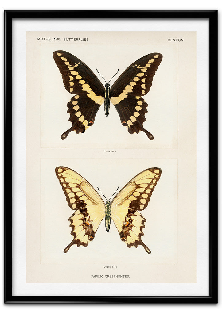 Butterflies - Papilio Cresphontes