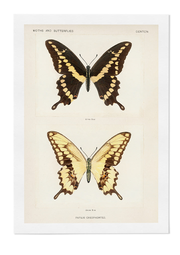 Butterflies - Papilio Cresphontes