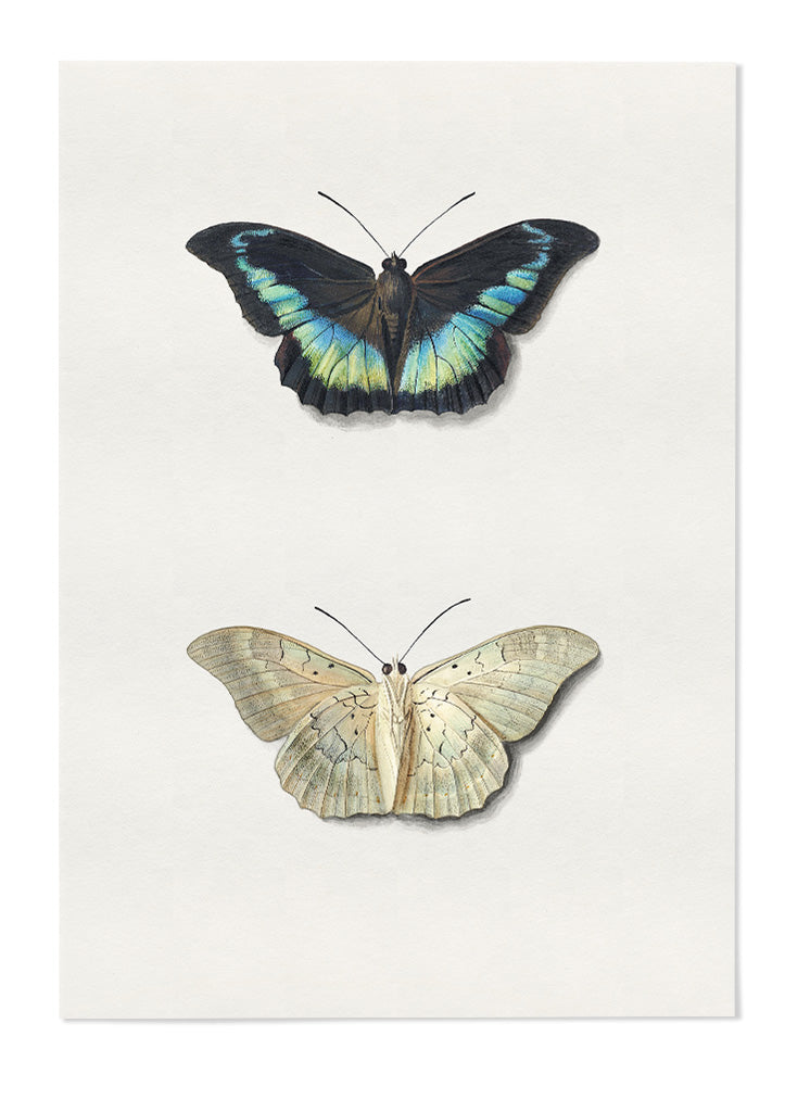 Butterflies - Moth and Butterfly