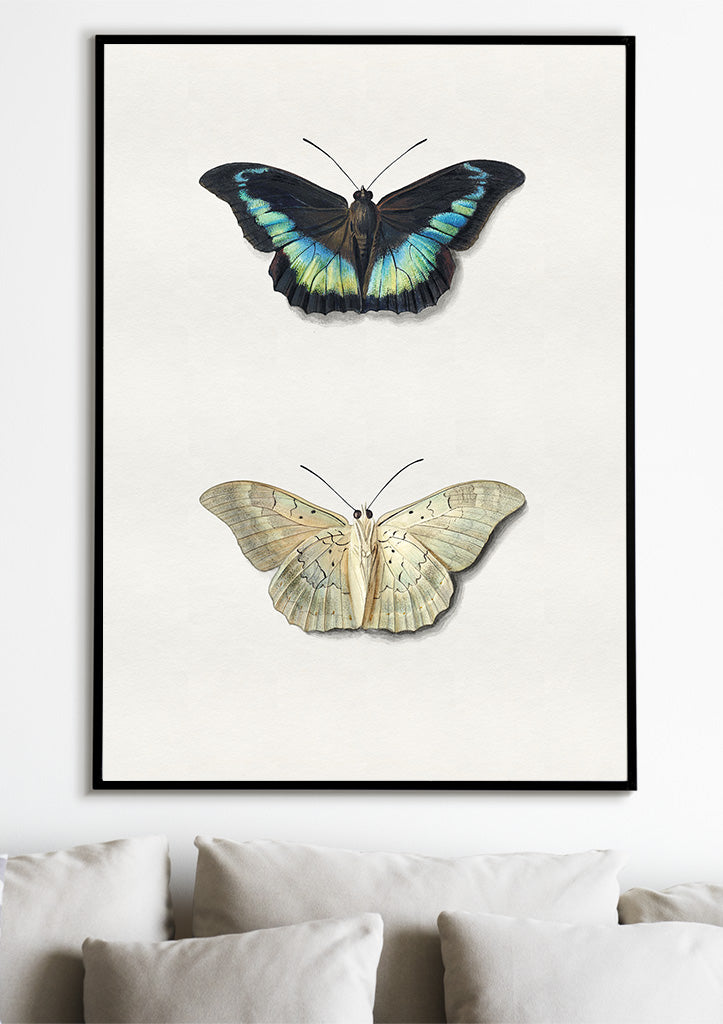 Butterflies - Moth and Butterfly